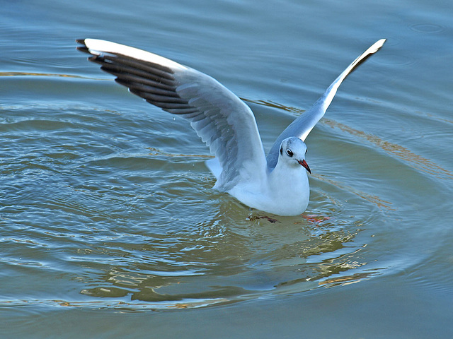 A seagull , (enough said :-))