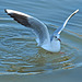 A seagull , (enough said :-))