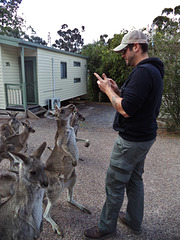 curious kangaroos