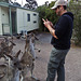 curious kangaroos