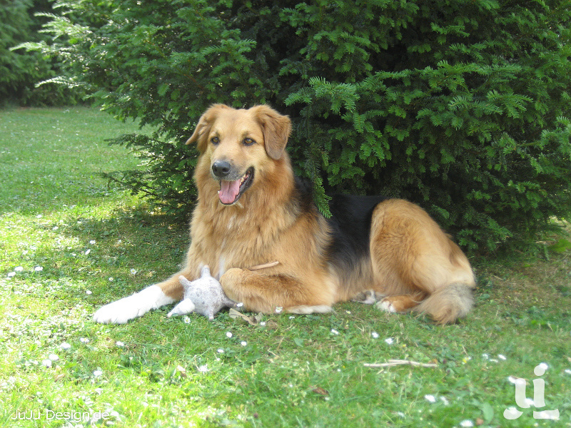 Von Hunden und Mäusen
