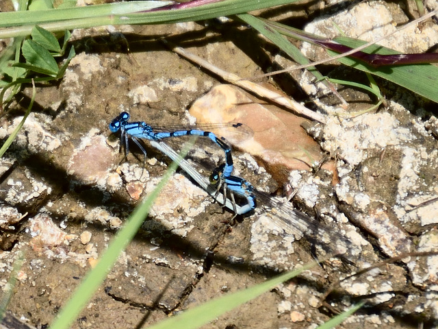 Azure Bluet m+f (Coenagrion puella) DSB 0453