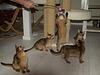 Somali kittens ready for play (2007)