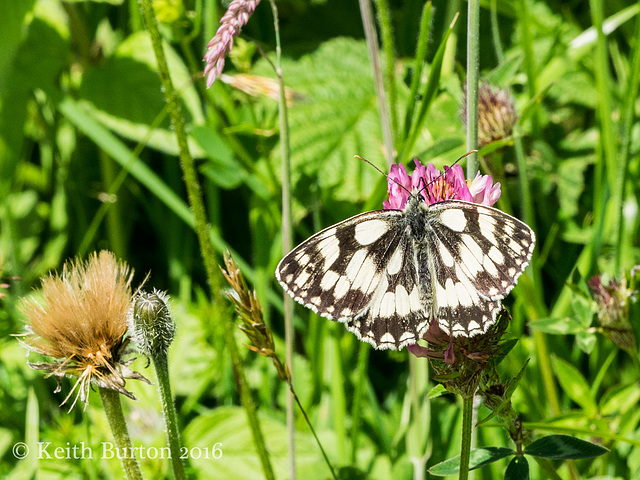 Marbled White