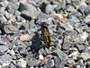 Libellen (Mosaikjunkfern)
