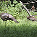 Wild Turkey family