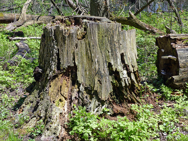 Woodland decay, Pt Pelee