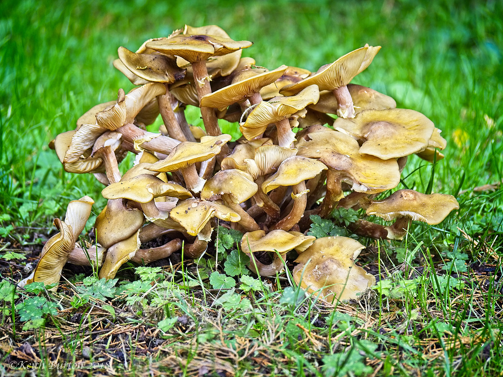 Honey Fungus