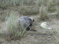 Horsey seal and pup in the dunes