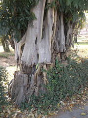 Arbre photogénique / Photogenic tree