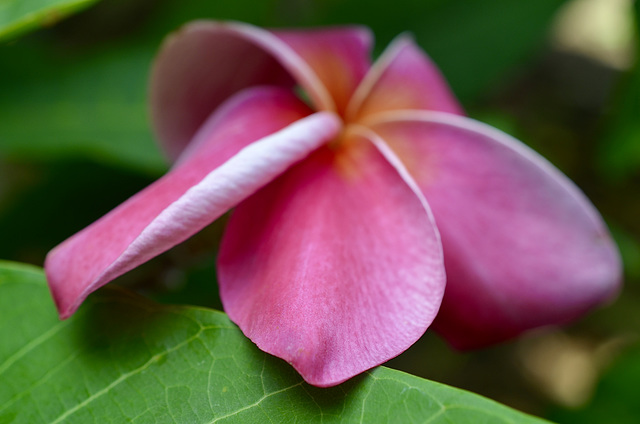 Plumeria Blossom - Kokohead Crater Botanical Gardens