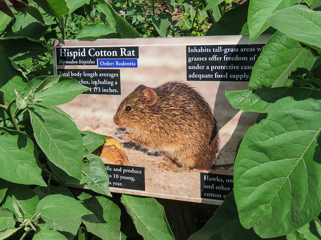 Day 6, Hispid Cotton Rat sign, NBC