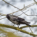Jackdaw5