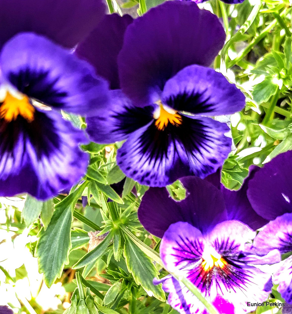 Perfect Pansies.