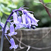 Bluebell IMG 0369v2