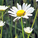 Insect On Daisy.