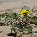 Arctotheca calendula, Erva-gorda, Monte Gordo