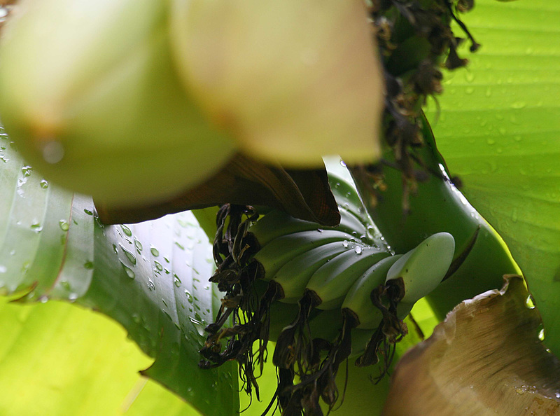 Bananes sous la pluie matinale