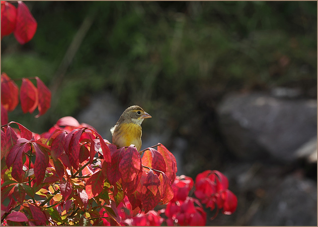 Dickcissel a long way from home