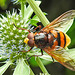 20230719 2490CPw [D~LIP] Flachblättriger Mannstreu (Eryngium planum), Hornissenschwebfliege (Volucella zonaria), Bad Salzuflen