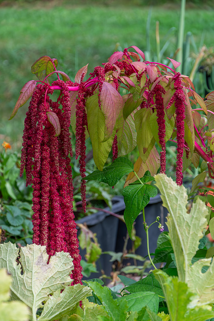 259-365, Gartenfuchsschwanz