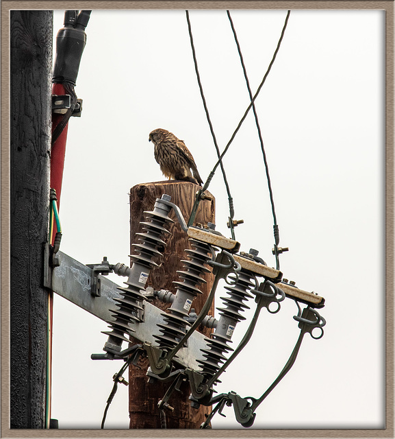 Kestrel