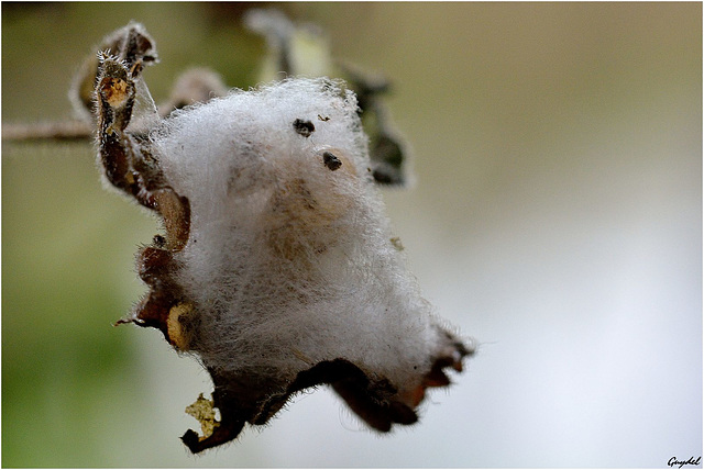 Coton ... ou Cocon ?