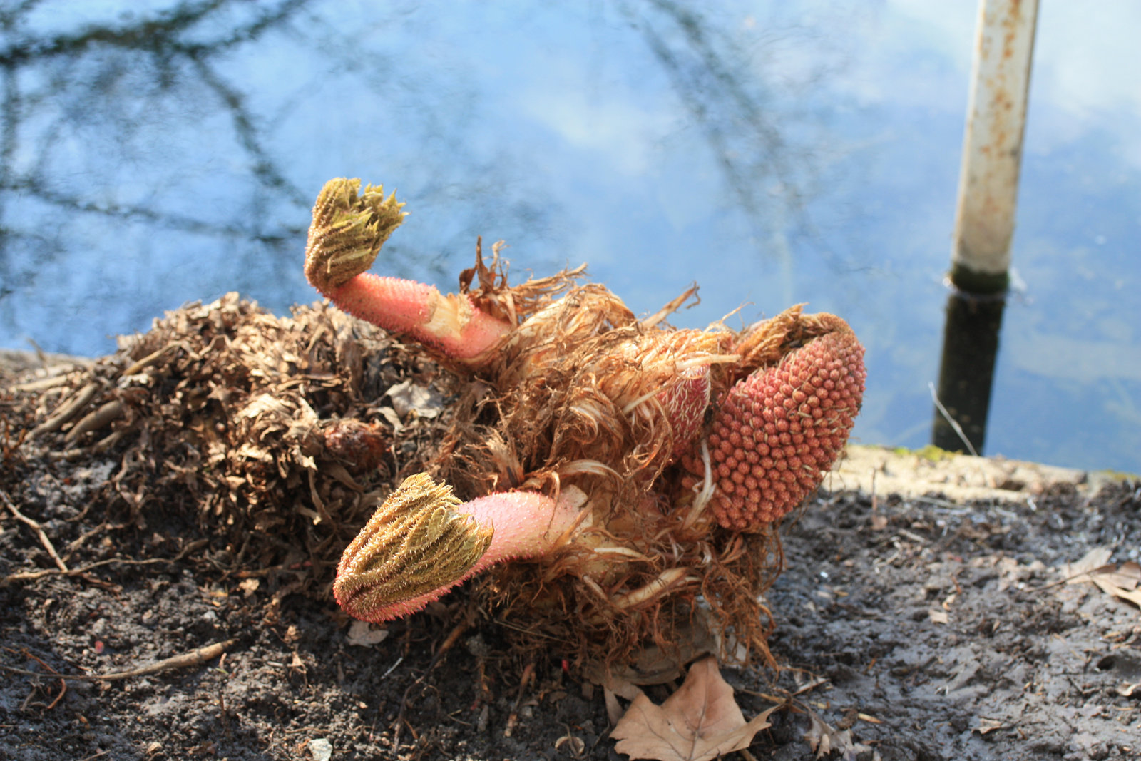 gunnera,espèce de rhubarbe géante ,non comestible