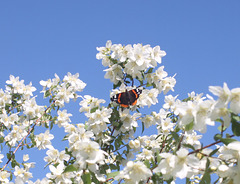 Red Admiral