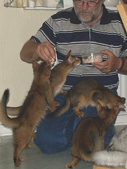 Somali kittens having shrimps (2007)