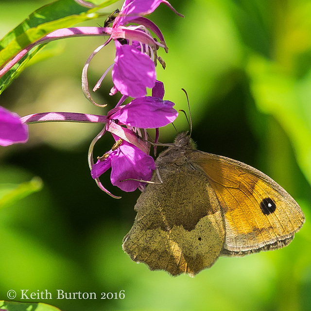 Meadow Brown