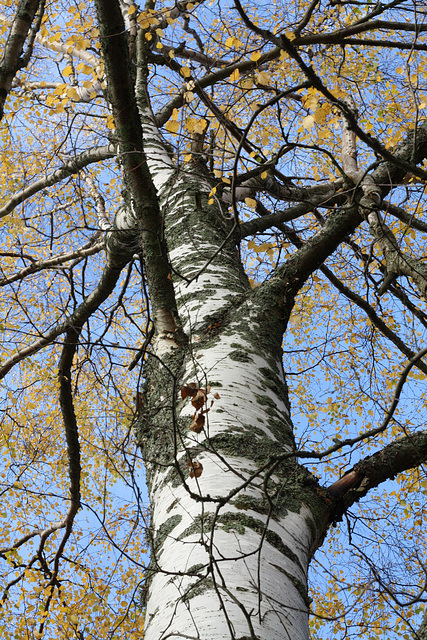 Birch at the shore