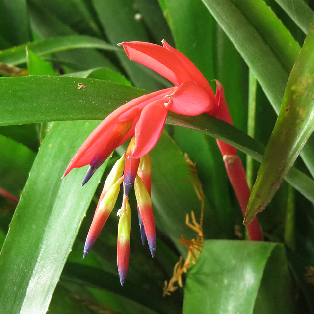 Billbergia flowers