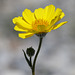 Desert Sunflower