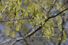 Spring Trees