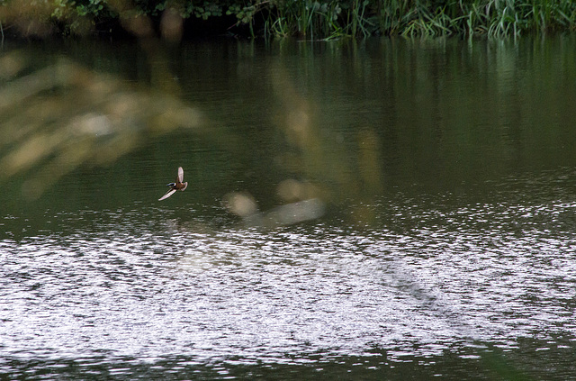 Kingfisher in flight (1)