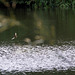 Kingfisher in flight (1)