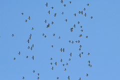 Migrations des palombes