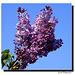 Lilas