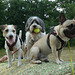 Die Hundefreundinnen Kenzie, Lena und Lola auf einem Heuballen