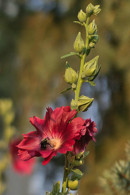 pollinator at work