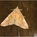 IMG 1769 Moth