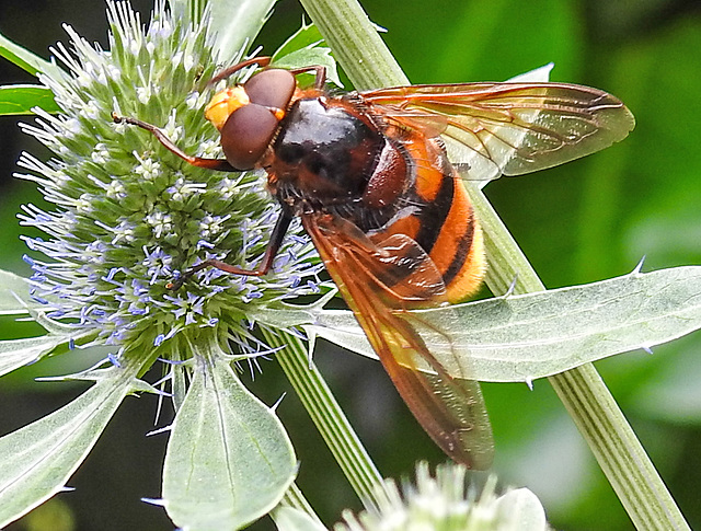 20230719 2491CPw [D~LIP] Flachblättriger Mannstreu (Eryngium planum), Hornissenschwebfliege (Volucella zonaria), Bad Salzuflen