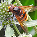 20230719 2491CPw [D~LIP] Flachblättriger Mannstreu (Eryngium planum), Hornissenschwebfliege (Volucella zonaria), Bad Salzuflen