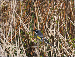 Yellow-rumpeds are back