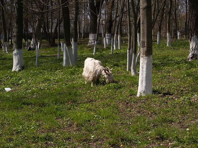 Верховня, В парке Усадьбы Ганских / Verkhovnya, The Estate of  of Evelina Ganskaya, In the Park