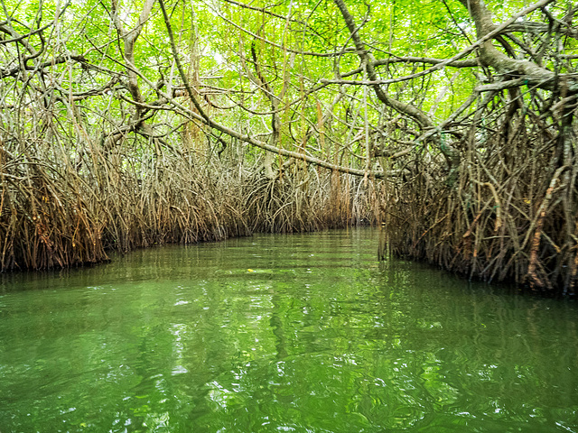 Madu river safari at Balapitiya, Sri Lanka