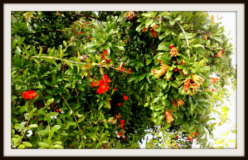 Pomegranate tree