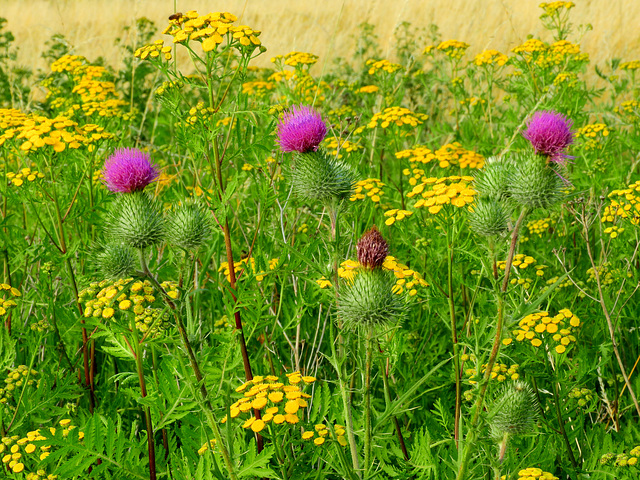 ColorCompo  (Tanacetum vulgare)