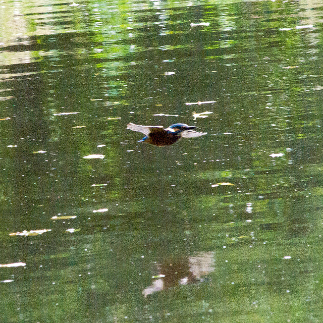 Kingfisher in flight